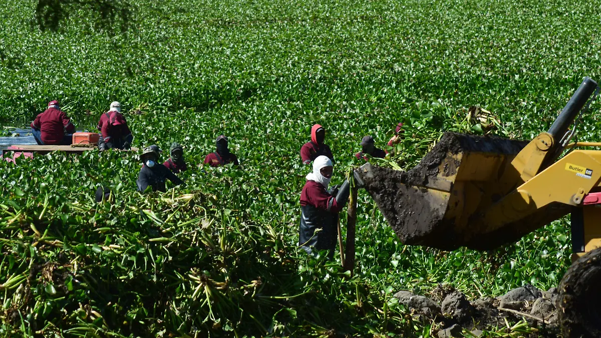1009816_Lirio Acuático Presa Endhó_impreso