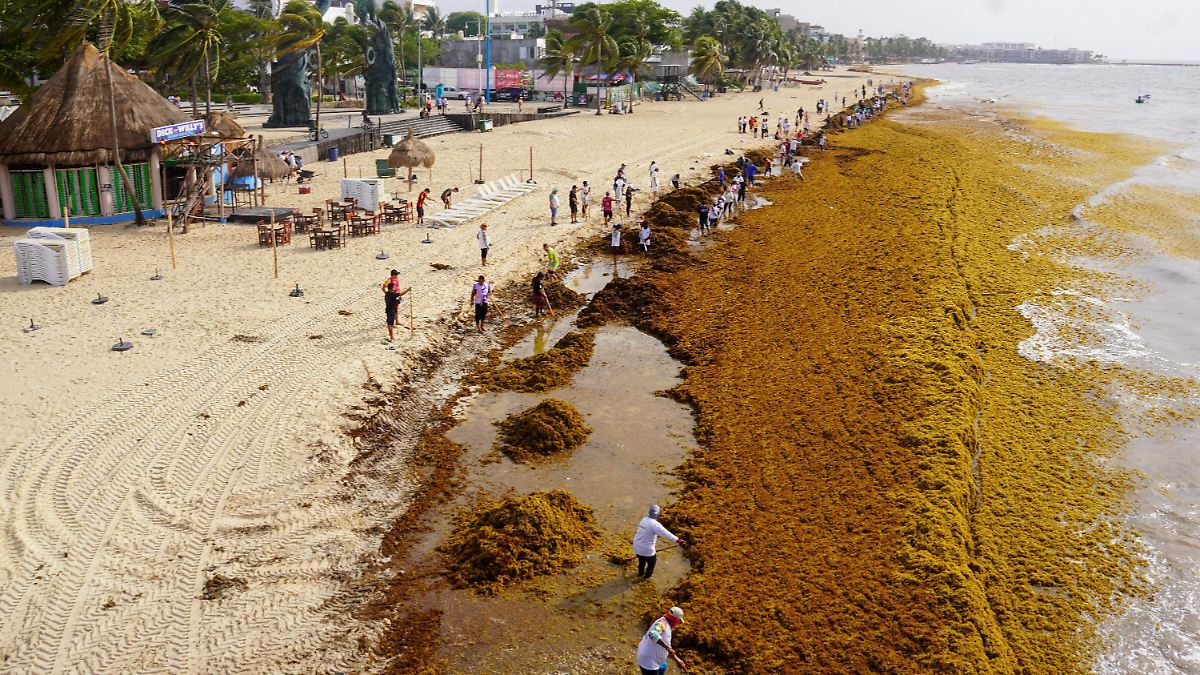 FONDO VERDE PARA SALVAR MÉXICO