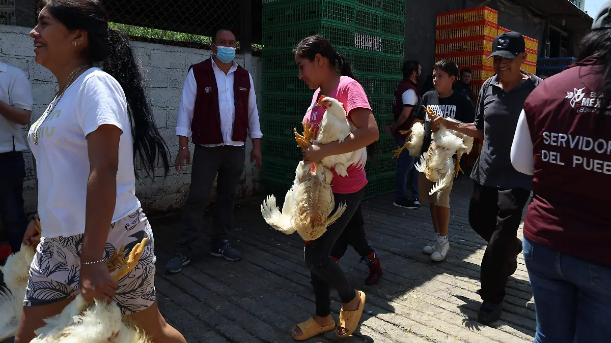 ANIMALES ASEGURADOS EDOMEX ramses mercado el sol de toluca 5