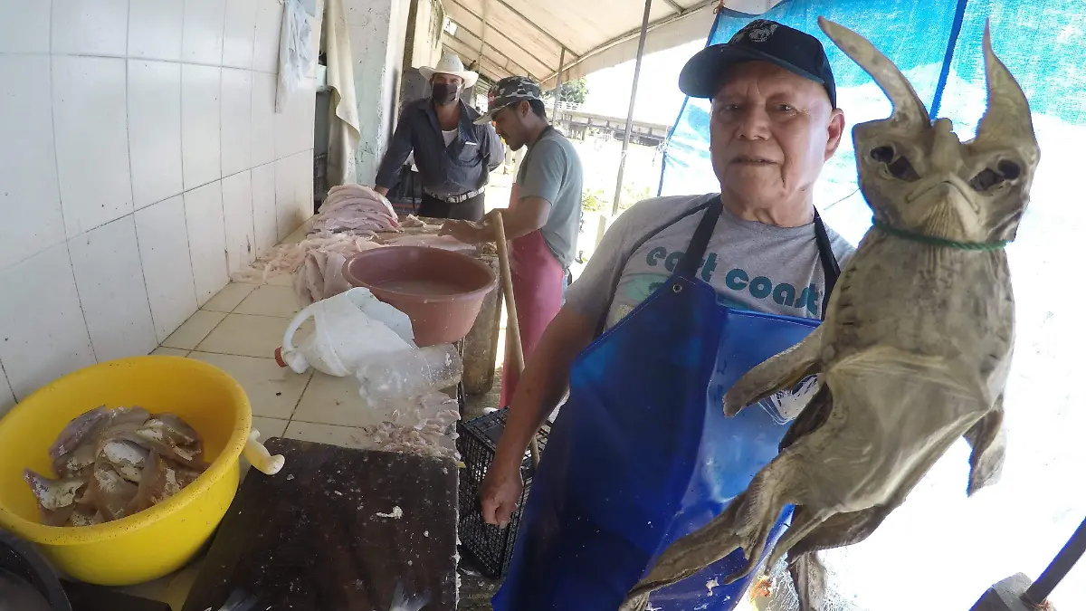 PEZ DIABLO TAMAULIPAS mariela macay el sol de tampico