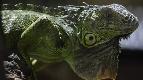 510889_Reptiles_impreso