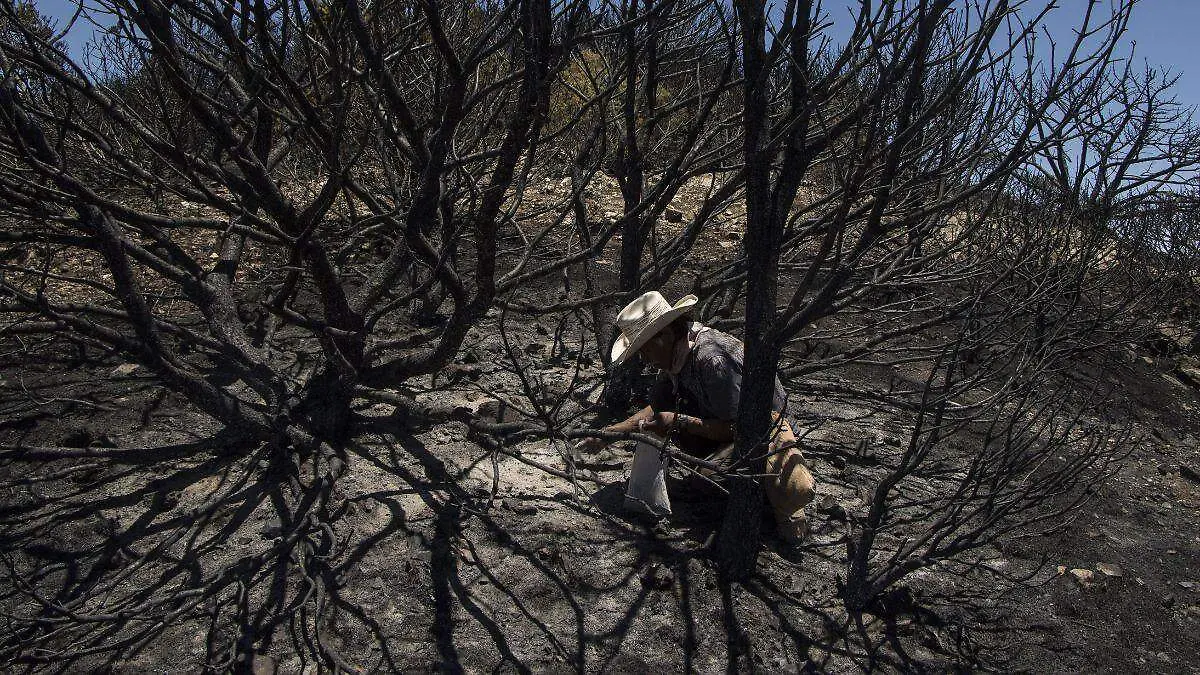 Incendios forestales-Chihuahua