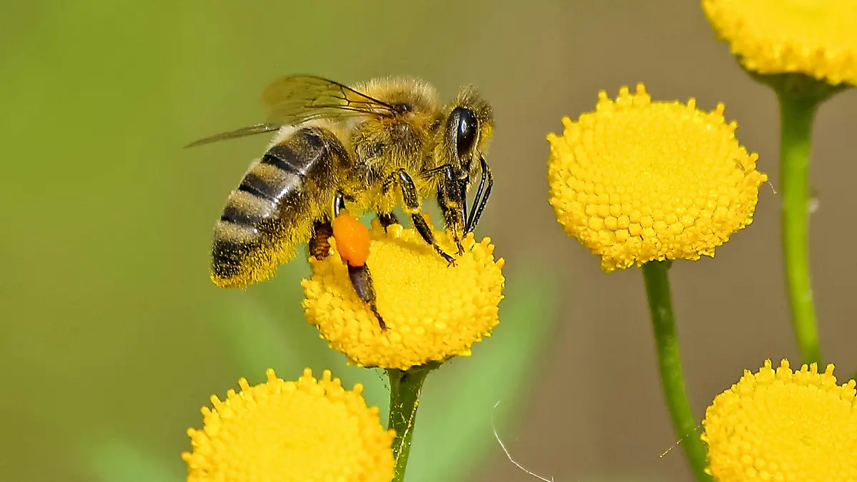 Abejas