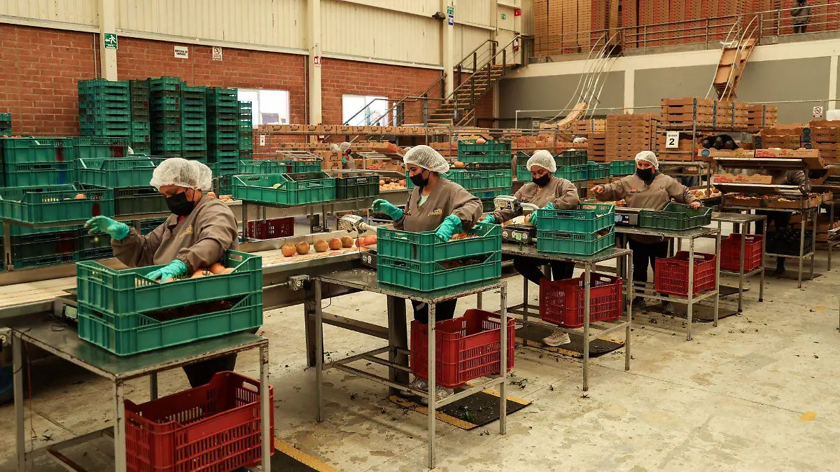 1043492_Agroindustria tomates Zacatecas_web