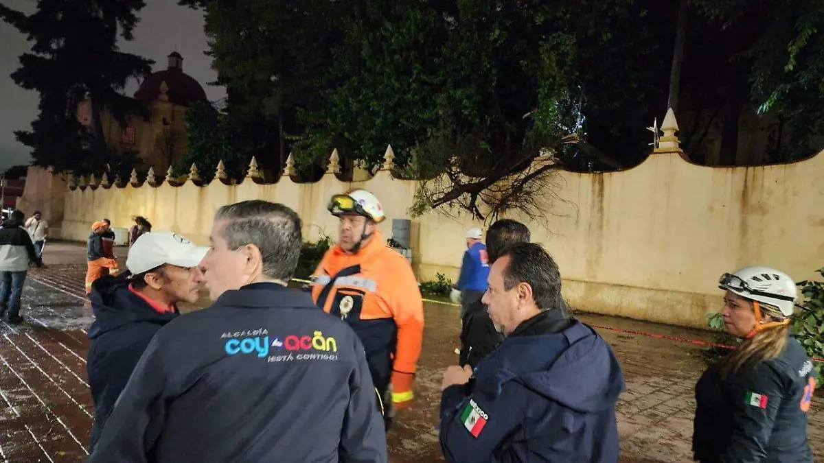 Árbol caído en Coyoacán