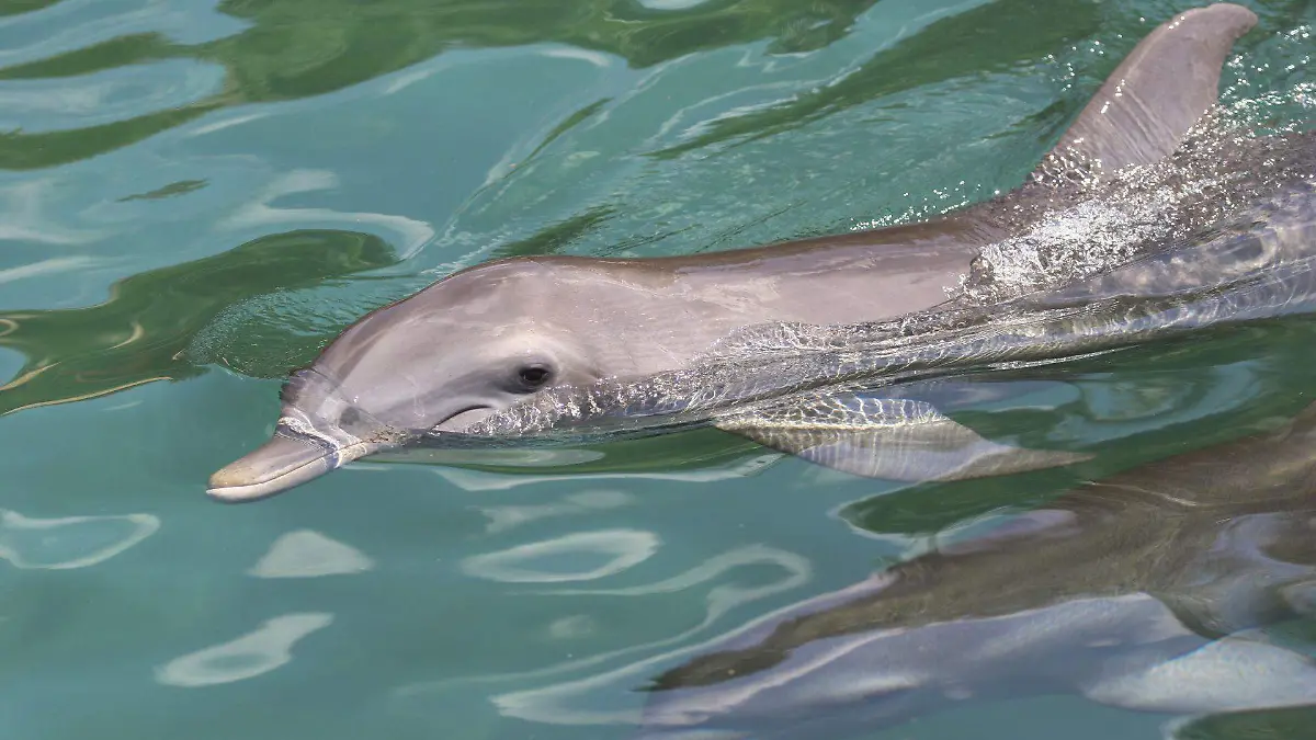 488285_Prohibicion Espectaculo Animales Marinos_web