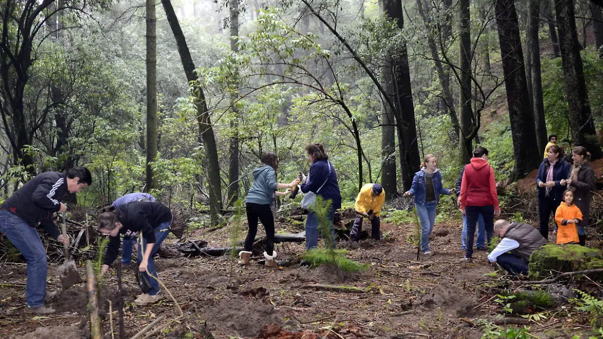 REFORESTACION (41)