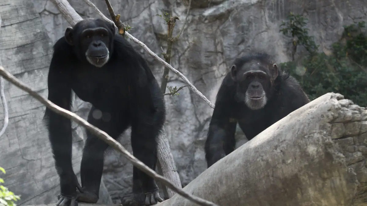 293871_Chimpances_impreso