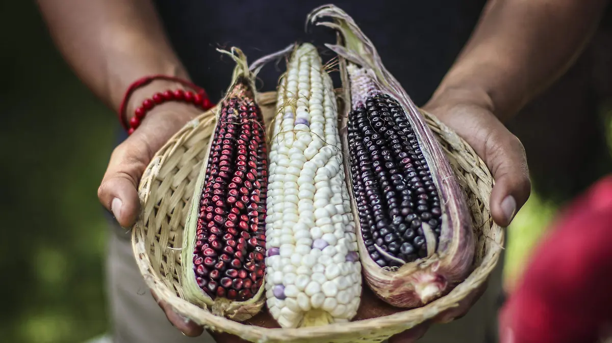 Maiz-Elotes-Campo-Transgenico-3