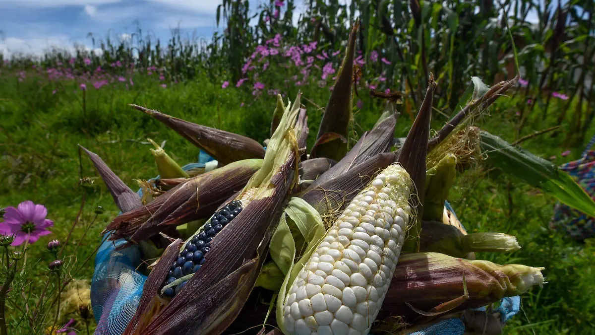 feria del elote_833494_Mujeres cosechan elotes_web