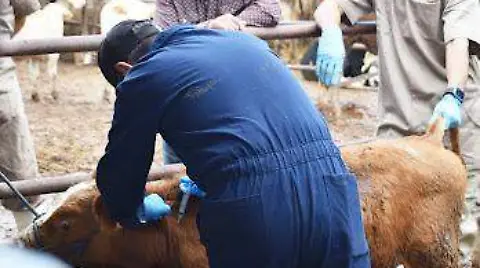 Se registra nuevo caso de gusano barrenador en Montemorelos, Nuevo León -  El Sol de México | Noticias, Deportes, Gossip, Columnas