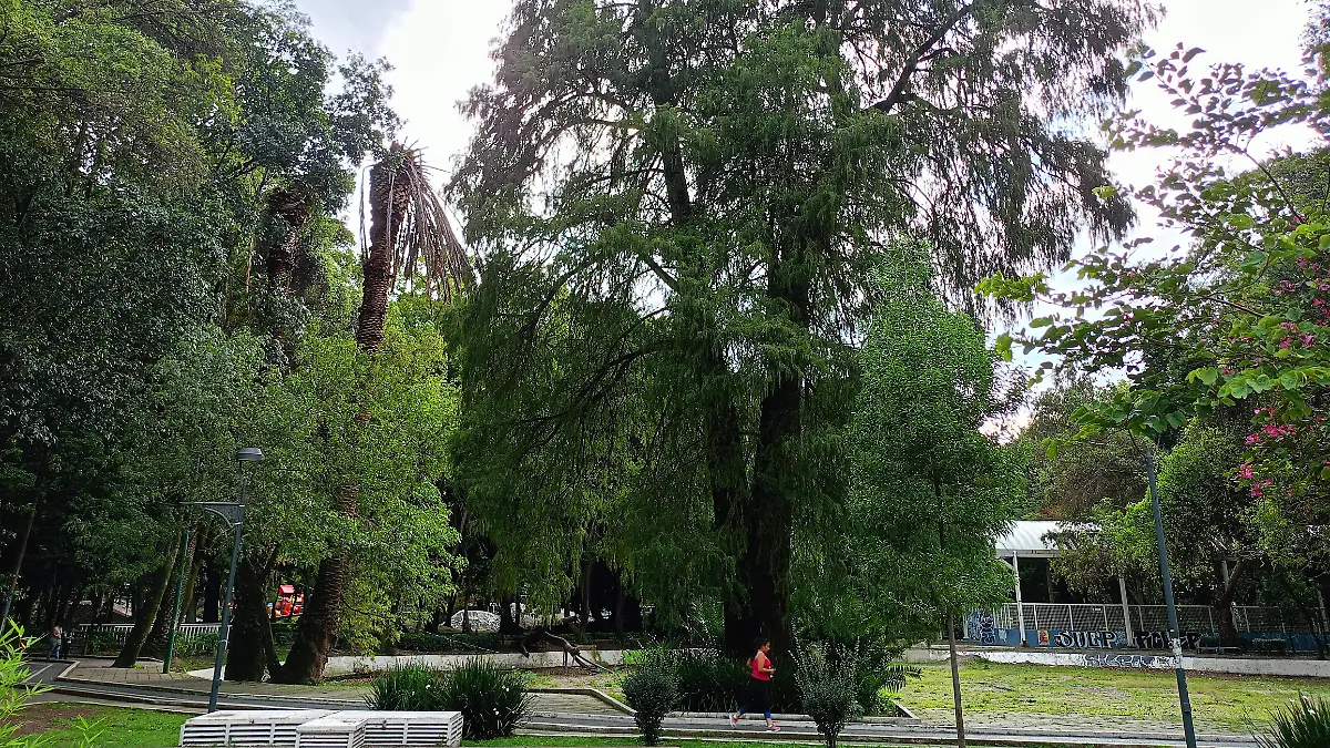 ARBOLES ANCESTRALES PATRIMONIO daniel galeana (5)