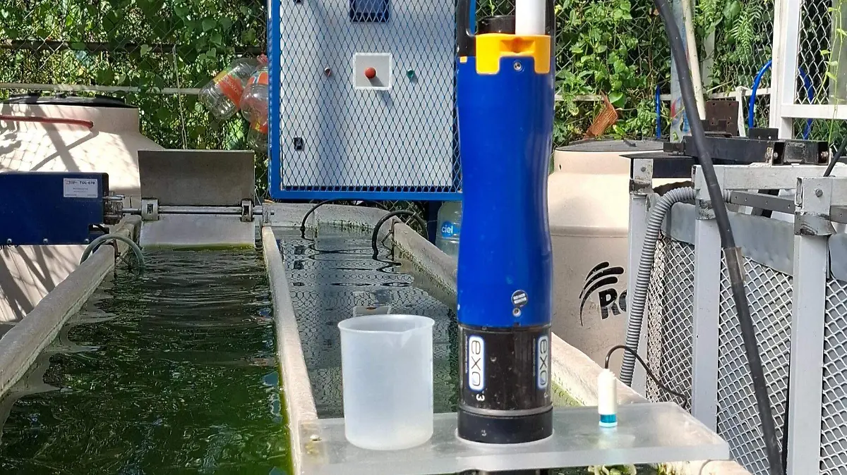 Laguna con microalgas UNAM
