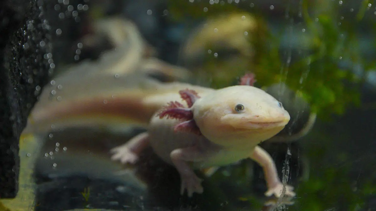 1016947_Axolcatzin conservación de ajolotes_web