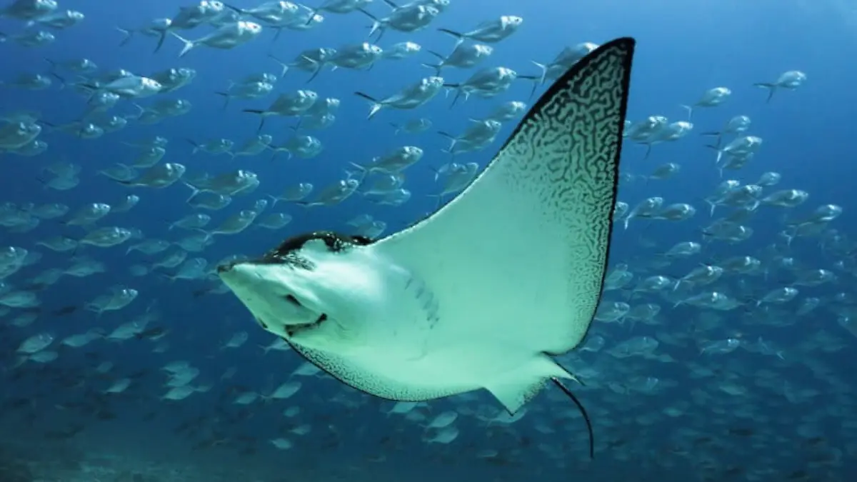 1 Raya águila manchada (Aetobatus narinari) nadando cerca del fondo del océano cerca de la Isla Darwin, en las Islas Galápagos Foto cortesía Daniel Versteeg : WWF