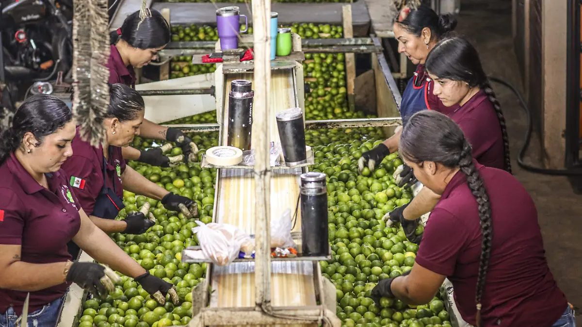 Limoneros-Productores de limon-Ejercito-Operativos-Extorsion-71