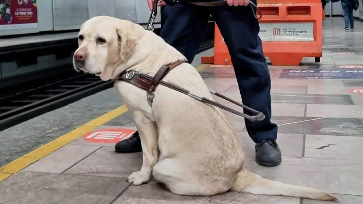 PERRO GUIA 1