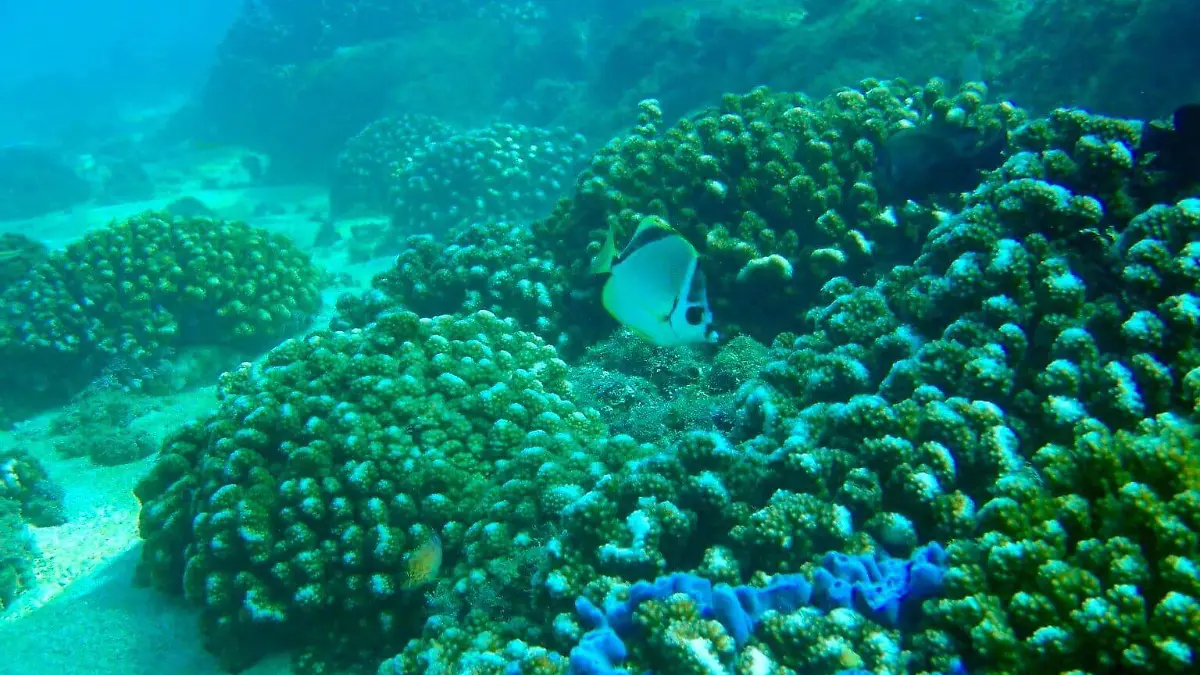 Corales del género Pocillopora sp. y esponja azul, en el Parque Nacional Huatulco 