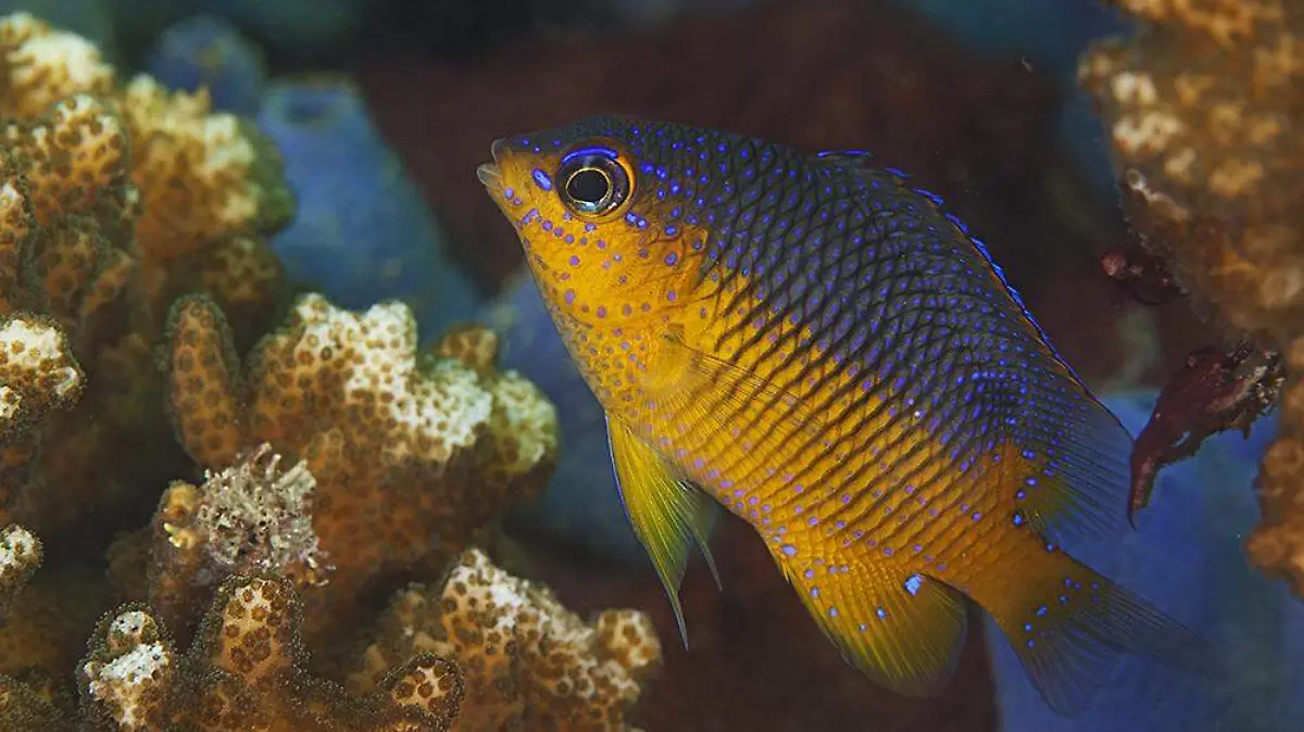 Pez damisela (Stegastes flavilatus), en el Parque Nacional Huatulco