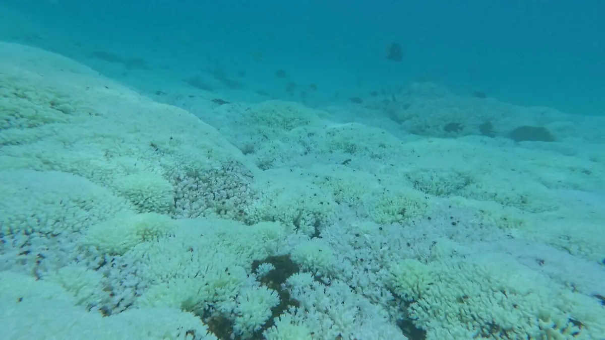 Corales del género Pocillopora sp. blanqueados, en el Parque Nacional Huatulco