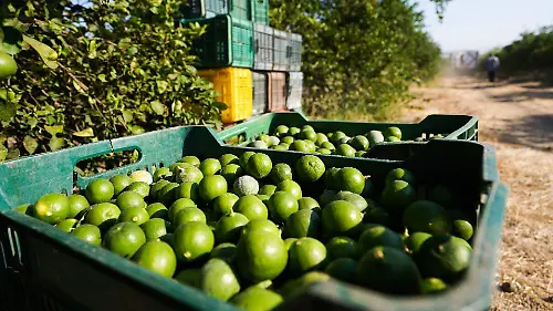 992394_Limoneros de Apatzingan_web