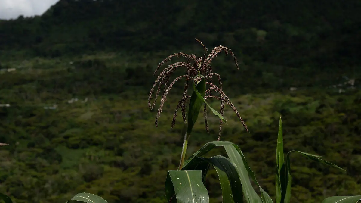 1041530_Chiapas Cultivo Maíz_web