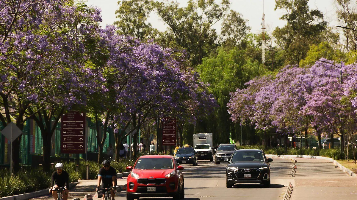 1027470_Jacarandas Florecen en Chapultepec_web