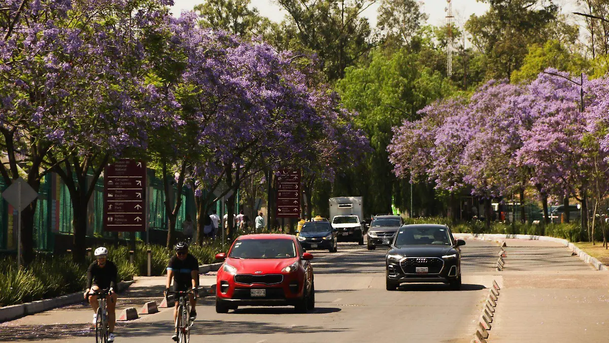 1027470_Jacarandas Florecen en Chapultepec_web