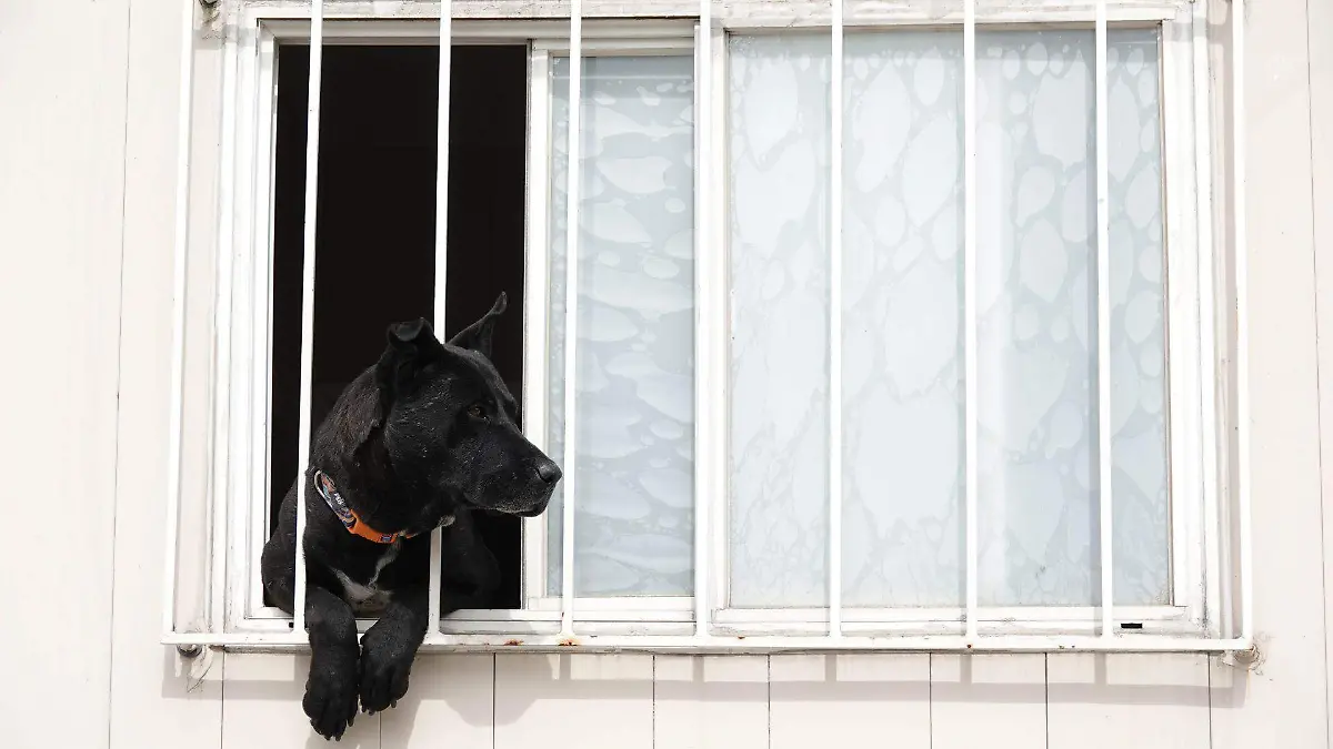 1011863_Reportaje Perritos Peregrinos Iztapalapa_web