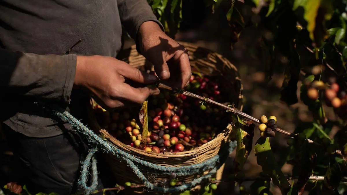 969860_Café San Pedro Cotzilnam_web