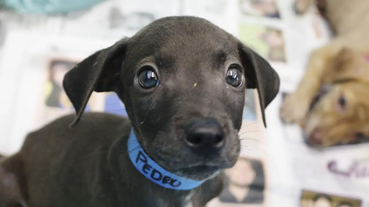 435792_Esterilizacion-Cancun_impreso