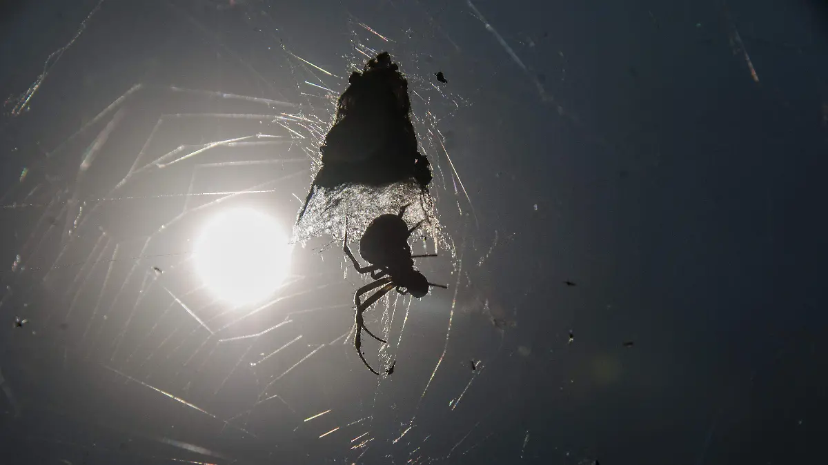 ARACNIDOS LETALES cuartoscuro