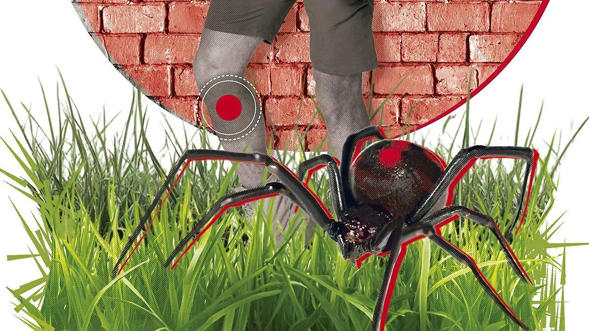 31OCT25 Arañas REPÚBLICA