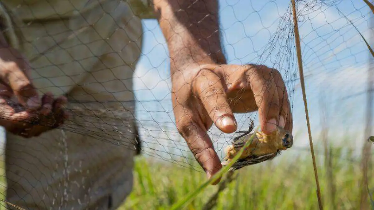 El Parque Nacional Iberá busca conservar los esteros de Corrientes, un gran humedal en la frontera argentina con Paraguay