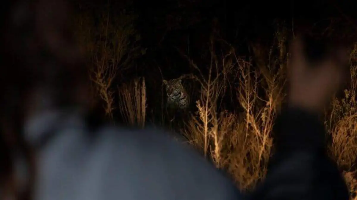 El jaguar y los esteros, durante una actividad de turismo de naturaleza y conservación como una nueva forma de economía regenerativa