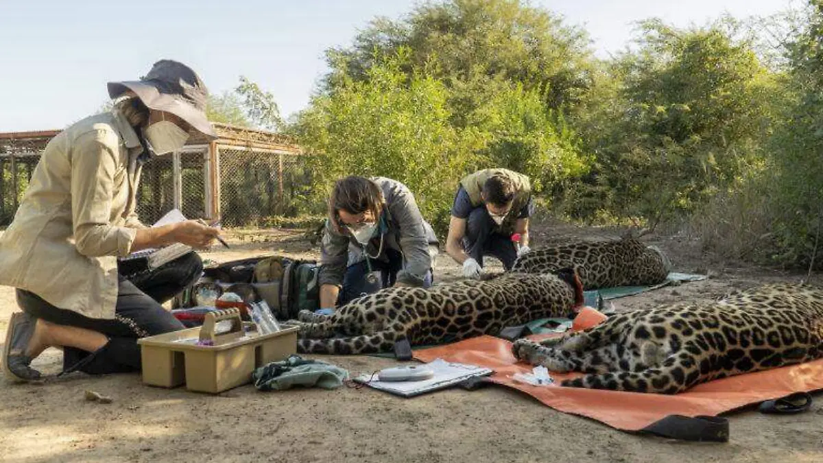 Sebastián Navajas en los Esteros de Corrientes, Argentina