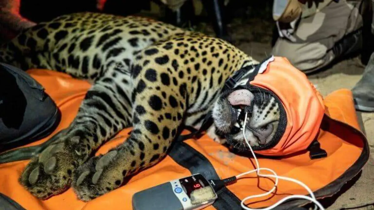 "Nacido libre y ahora capturado para su conservación" es el título de esta fotografía