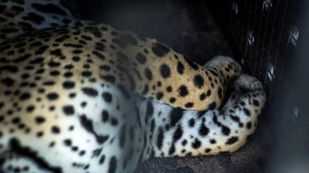 Navajas tituló esta fotografía "primeros pasos del siguiente viaje"