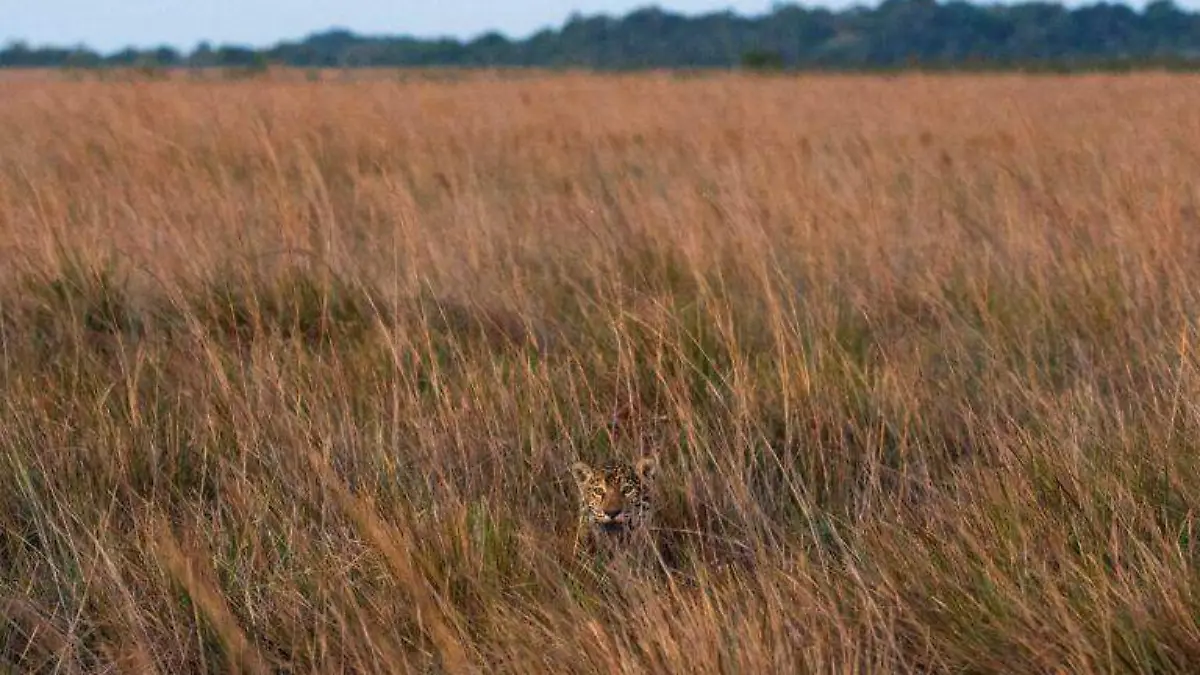  Sagua’a, un jaguar salvaje del Iberá