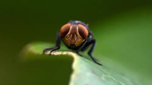 2025-10-23T163332Z_447726649_RC2TDHAY61L1_RTRMADP_3_USA-FARM-SCREWWORM-MEXICO