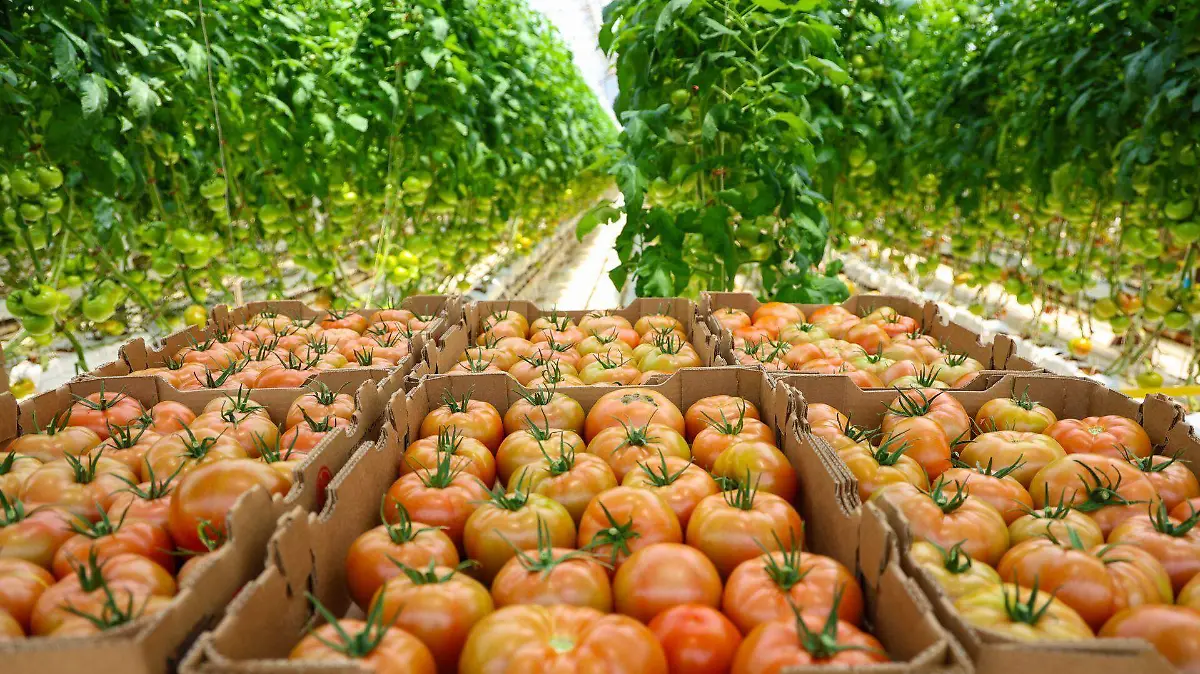 1043499_Agroindustria tomates Zacatecas_web