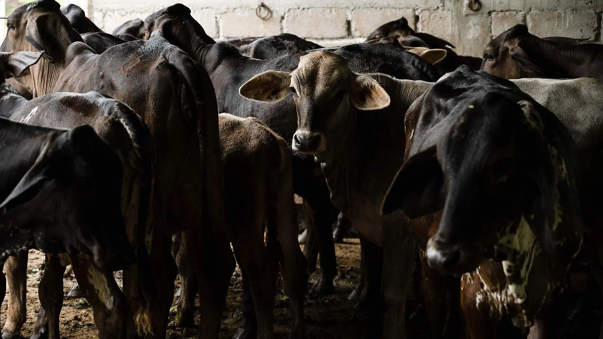 1039647_Gusano Barrenador Cintalapa_web (1)