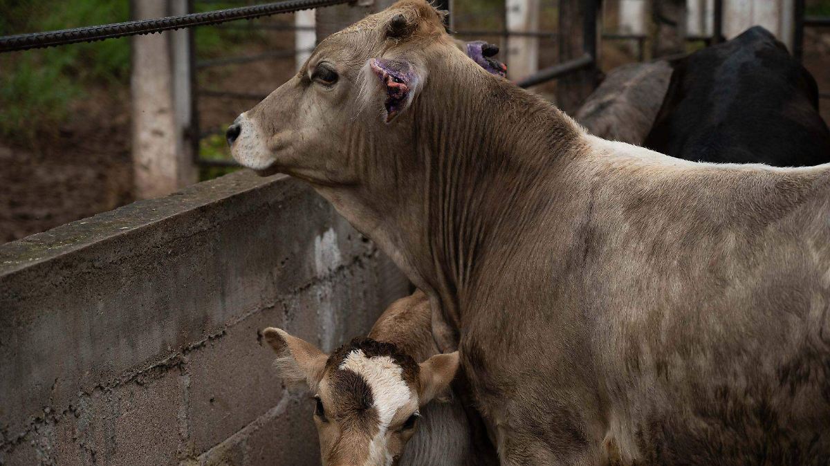 ABREN FRONTERA A CARNE MEXICANA; GANADEROS TEMEN FRENO A EXPORTACIONES