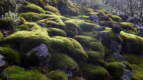 882259_Sierra Chichinautzin Serpiente Cascabel_web