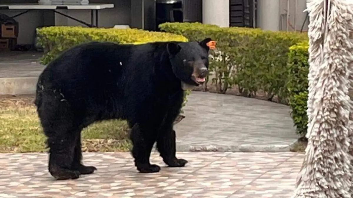 Oso negro Monterrey