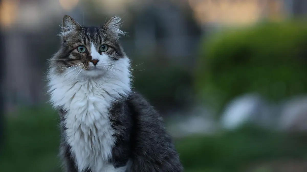 1054392_Gatos Catedral Metropolitana_impreso