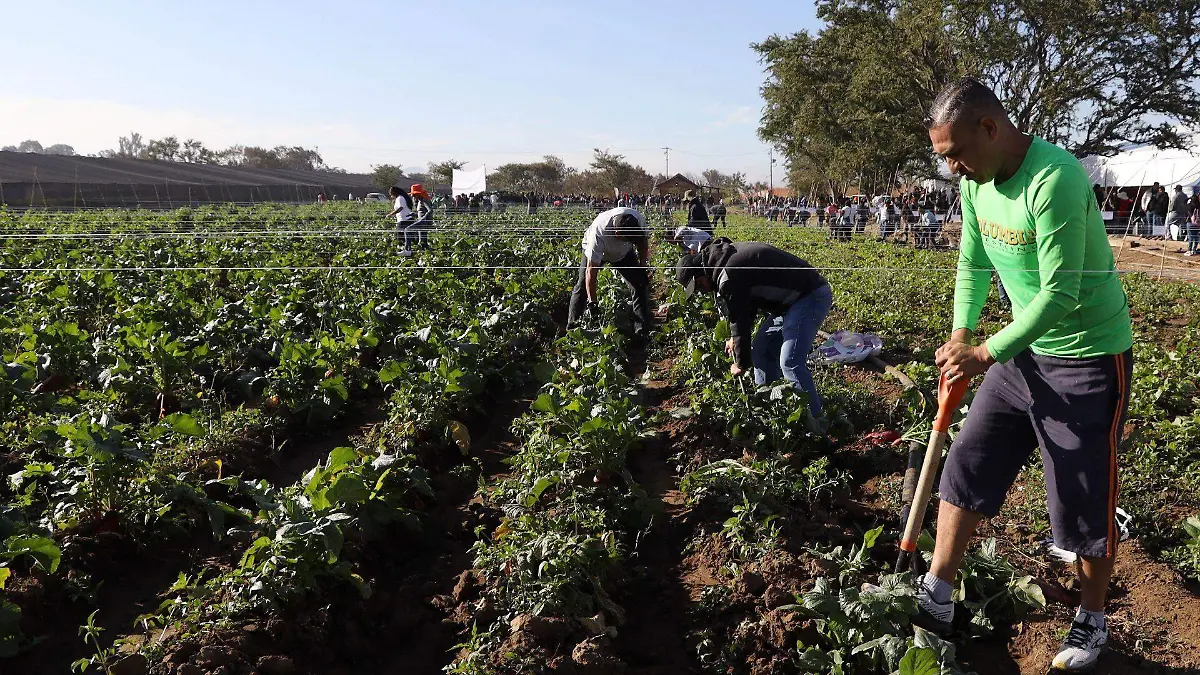 1011325_Oaxaca Cosecha de Rábanos_web