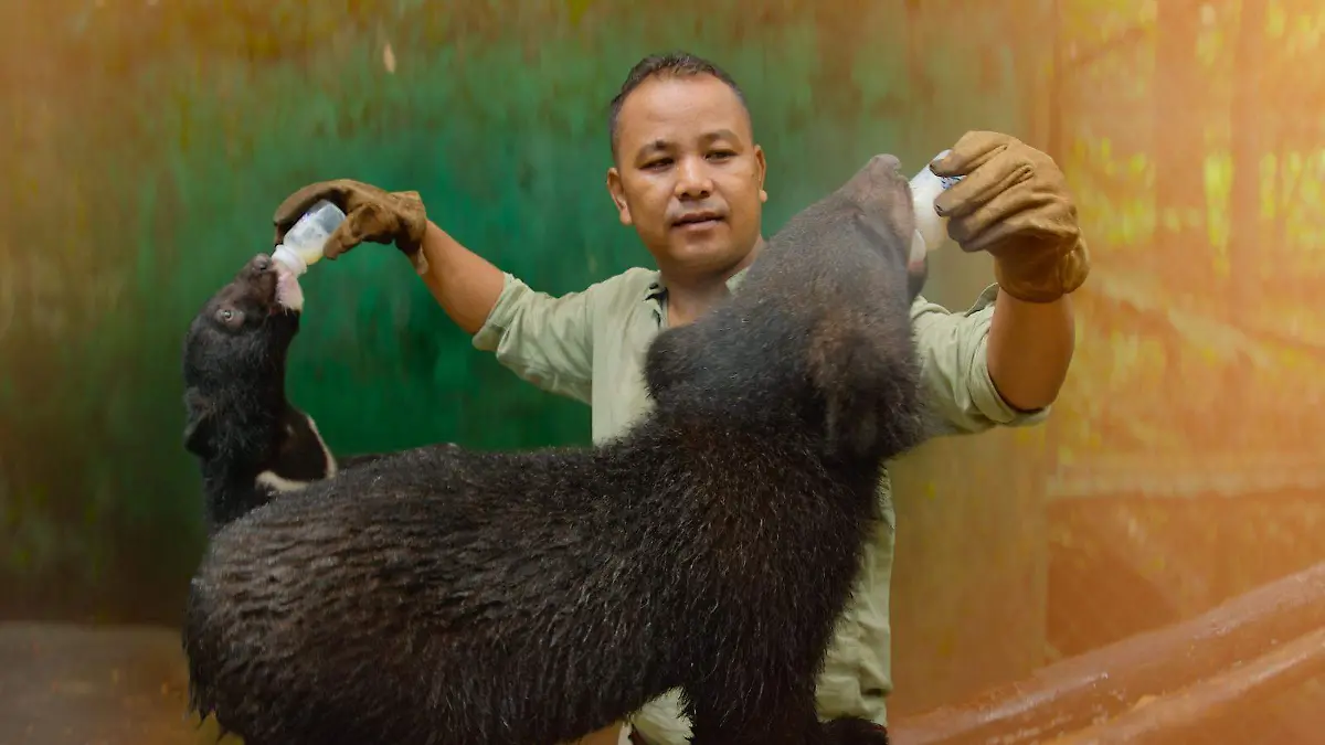 Los cuidadores se encargan de vigilar el desarrollo de los animales antes de liberarlos