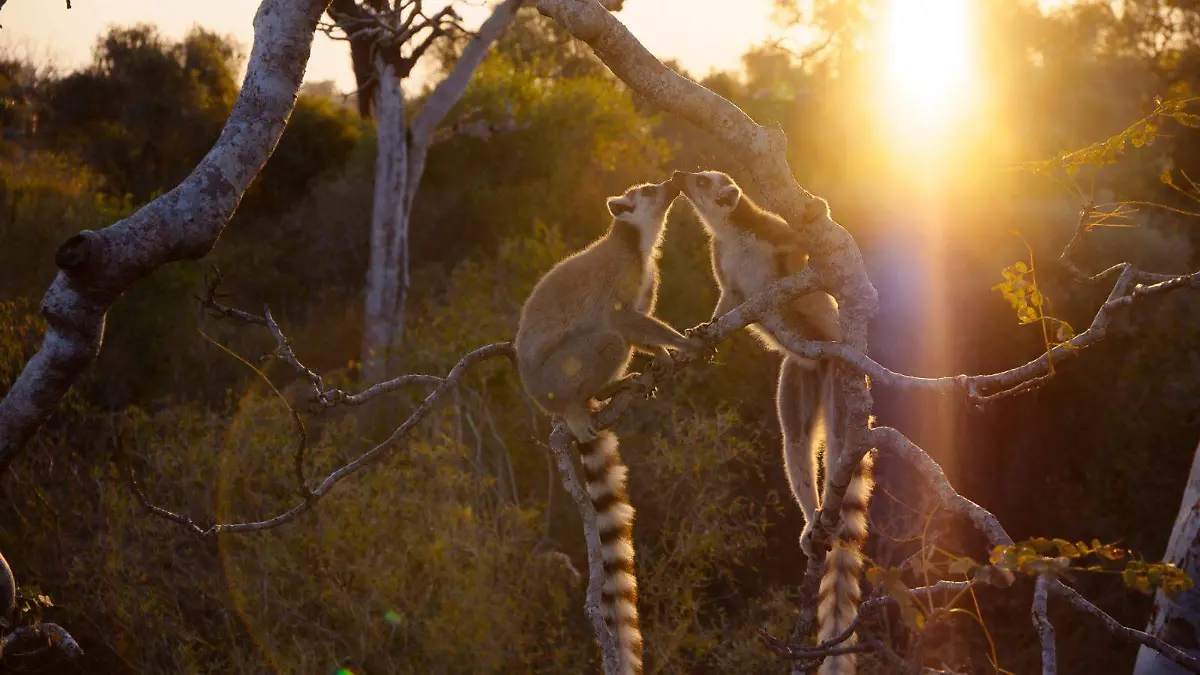 Los lemures son una especie en peligro de extinción