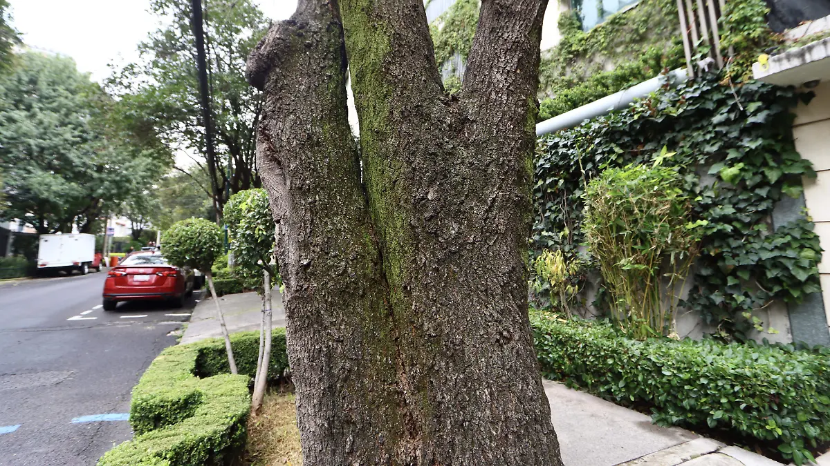 Saneamiento de Árboles en Polanco LOVERA-063
